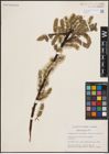 Foto von Salix discolor Muhl.
